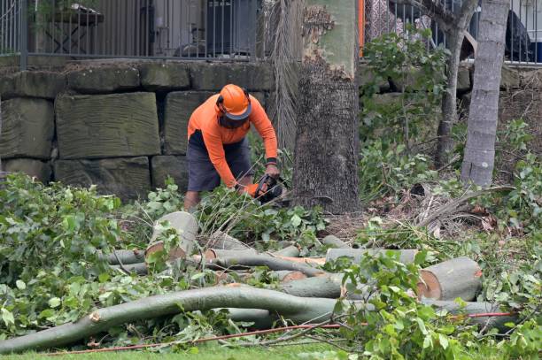 Cade, LA Tree Care Services Company